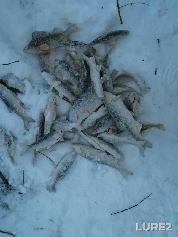 Perch — Ay-Kushyukhyugan, Jan 05, 2019