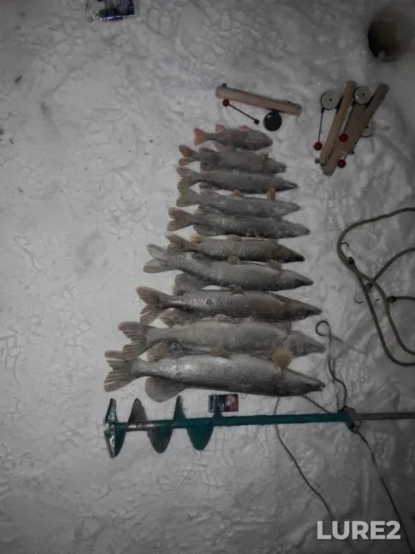 Perch, Pike — Yemyogan, Dec 16, 2018