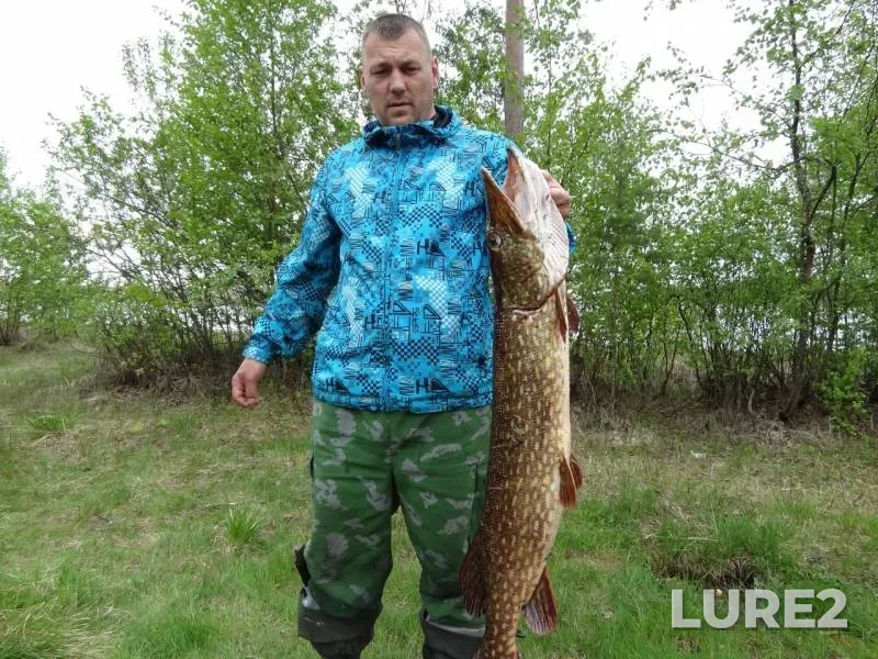Pike — Lakshozero, Aug 03, 2015