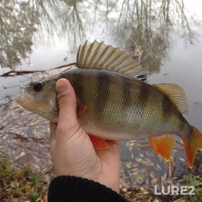 Perch — Strelka, Oct 25, 2015