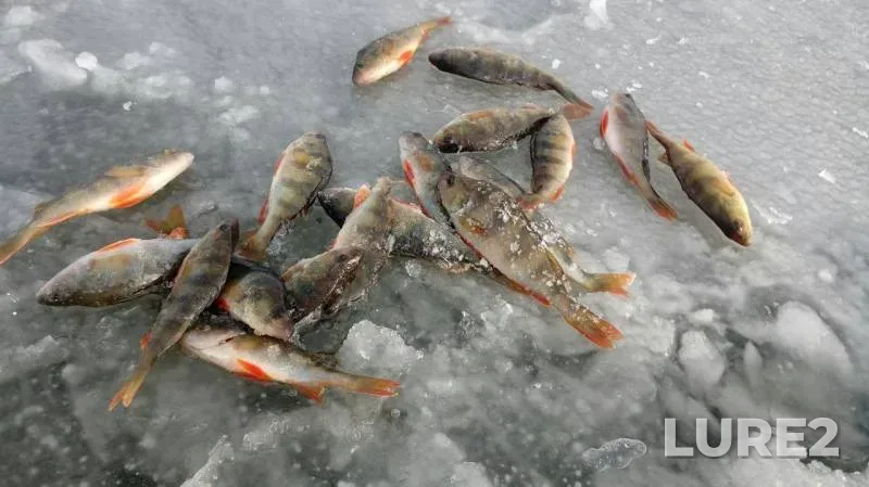 Perch — Usolka, Nov 10, 2019