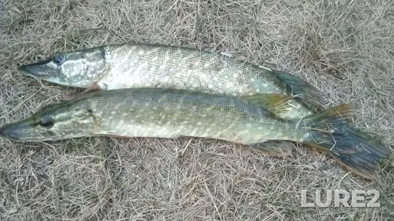 Pike — Krasnoyarskiy kray, Aug 19, 2019