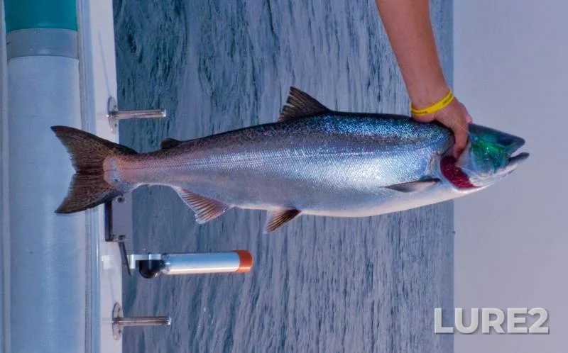 Chinook salmon — Wisconsin, Aug 14, 2016, 6:50 AM