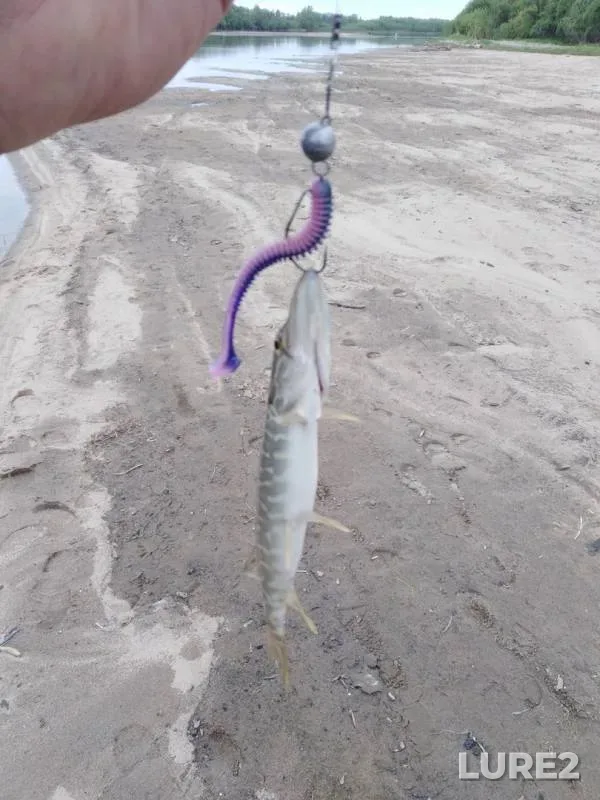 Perch, Pike — Kan, Jun 02, 2019