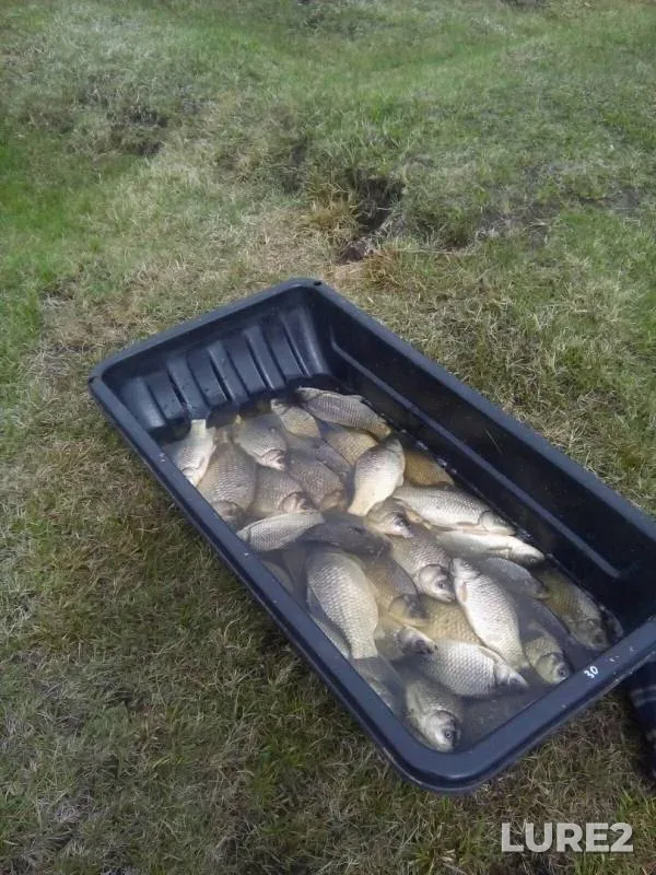 Crucian carp — Alega, May 27, 2019