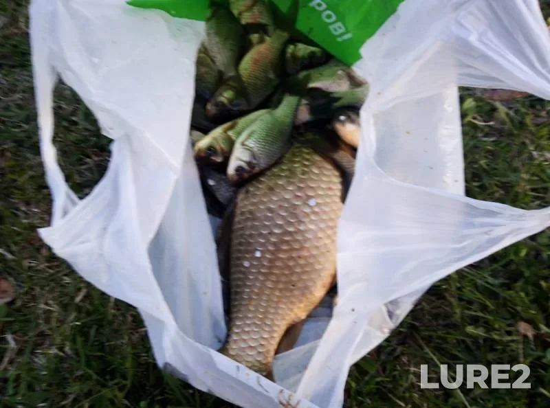 Crucian carp — Krasnoyarskiy kray, May 27, 2019