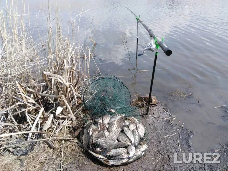 Crucian carp — Krasnoyarskiy kray, May 18, 2019