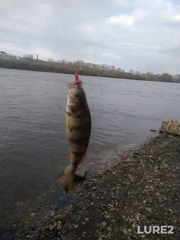Perch — Kan, May 09, 2019