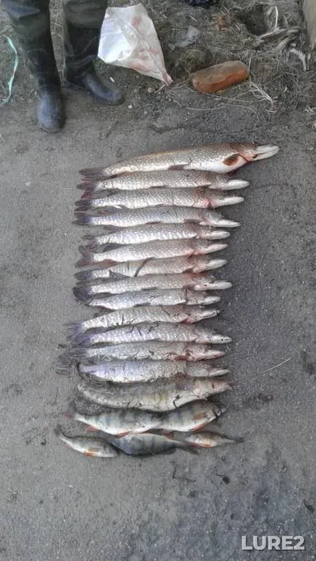 Perch, Pike — Kan, May 04, 2019