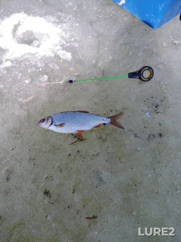Roach — Kan, Apr 29, 2019