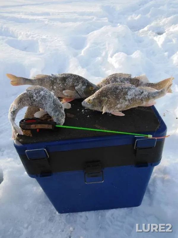 Perch — Poyma, Jan 25, 2019