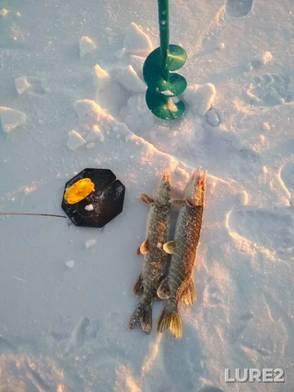 Pike — Krasnoyarskiy kray, Jan 23, 2019