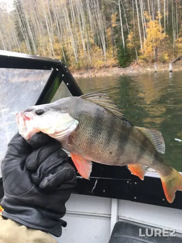 Perch — Kyzyreyeva, Oct 06, 2018