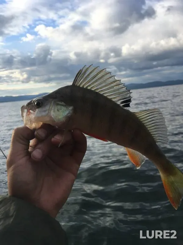 Perch, Pike — Krasnoyarskoye, Sep 20, 2018