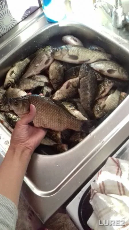 Crucian carp — Usolka, Jul 09, 2018