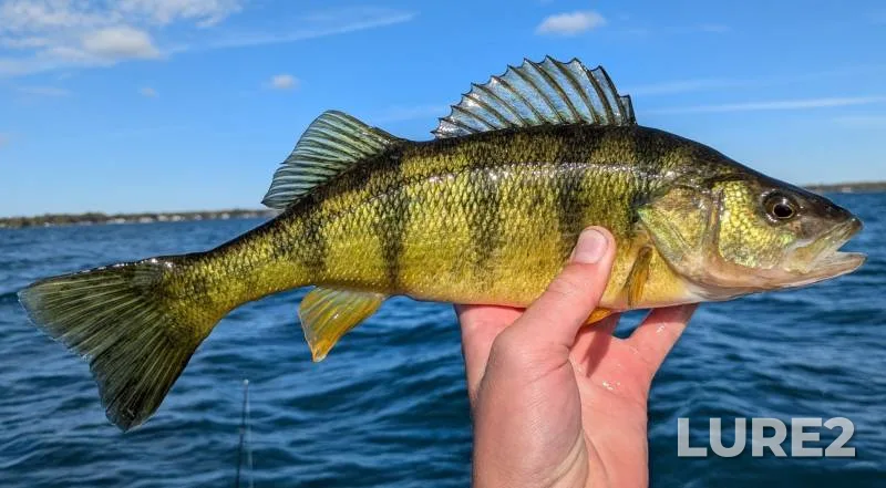 Yellow perch — Michigan, Macomb County, Dec 22, 2017, 5:22 PM