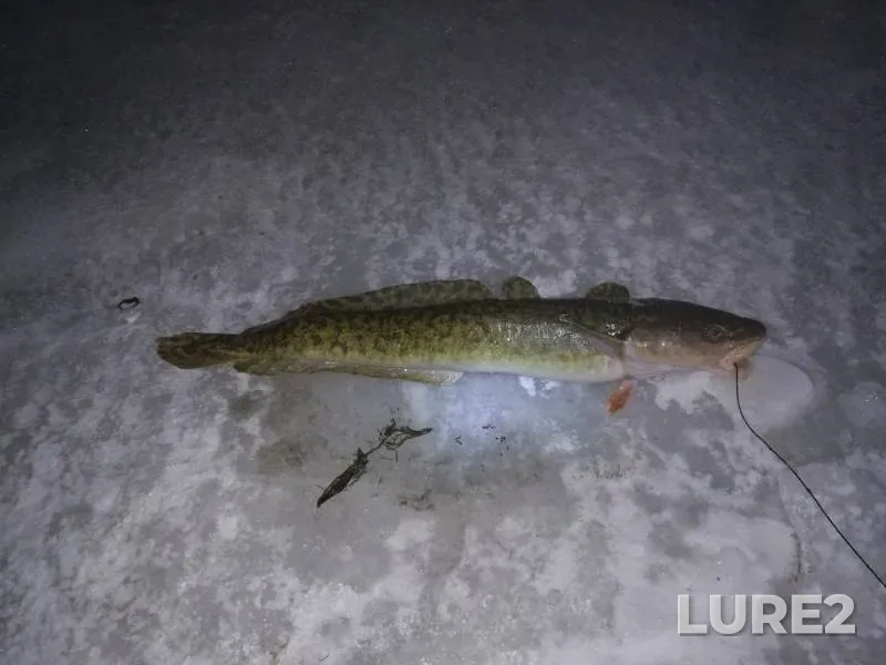 Burbot — Kan, Dec 11, 2017