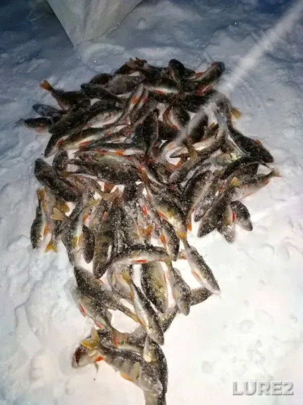 Perch — Kan, Nov 23, 2017