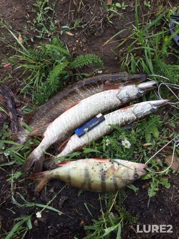 Perch, Pike — Kan, Aug 13, 2017