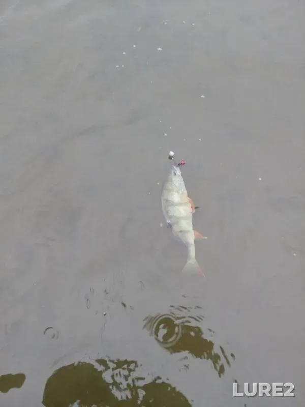 Perch — Kan, Aug 04, 2017