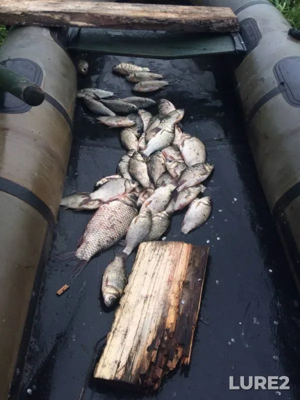 Crucian carp — Kruglovo, Aug 01, 2017