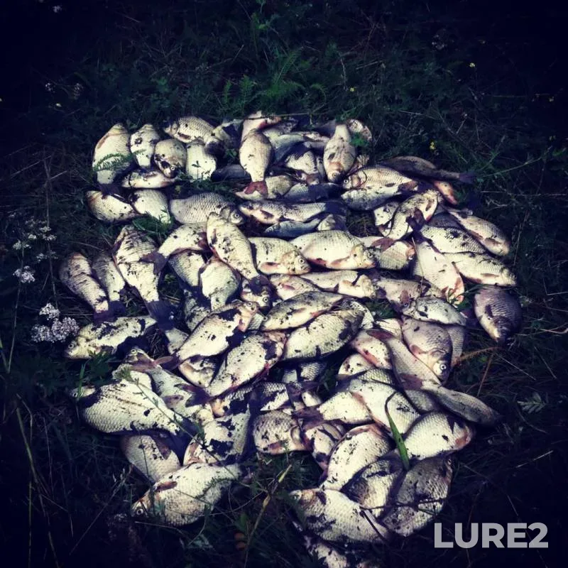Crucian carp — Krasnoyarskiy kray, Jul 24, 2017