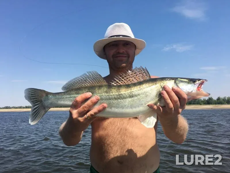 Pike, Zander — Volga, Oct 08, 2017