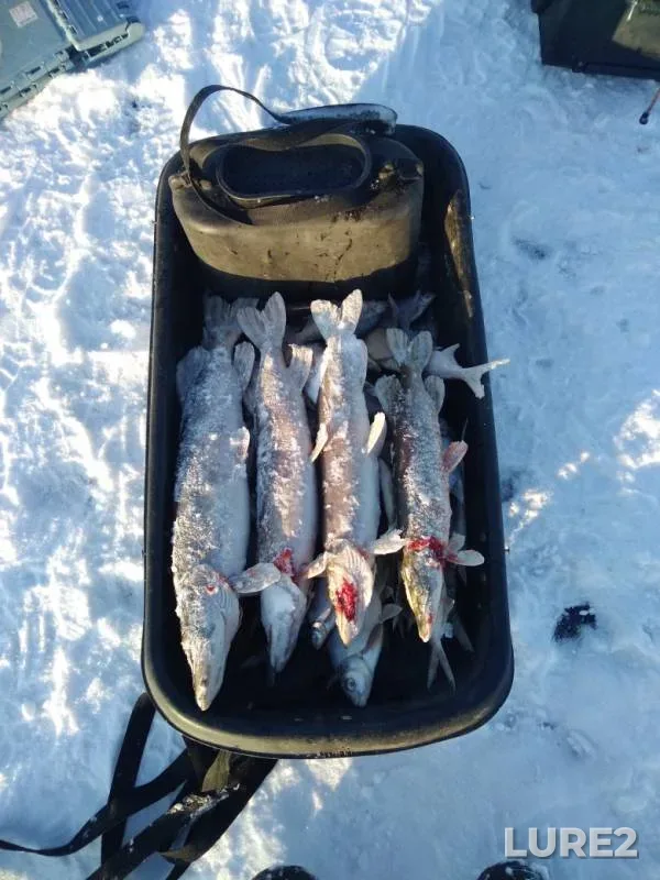 Bream — Chusovaya, Nov 14, 2019