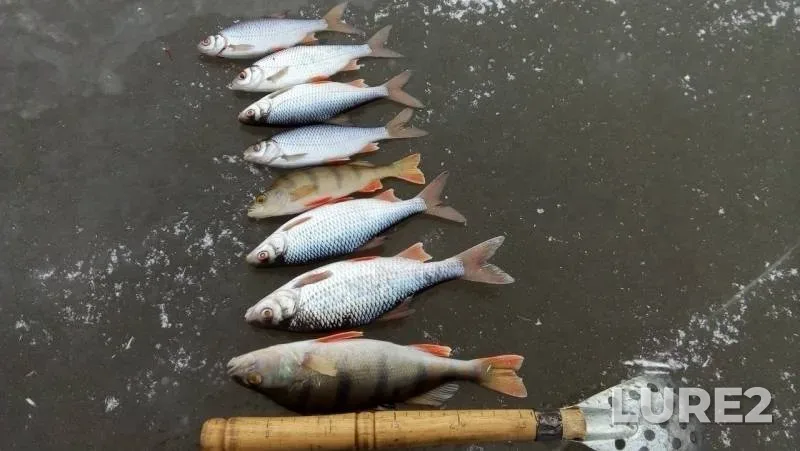Perch, Roach — Bilimbayevka, Nov 10, 2019