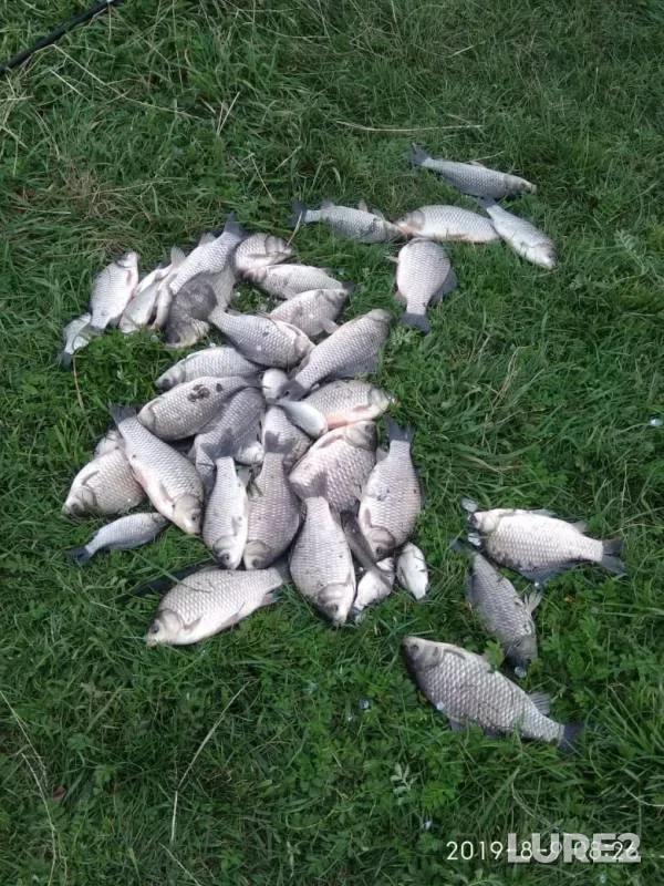 Crucian carp — Kriv, Aug 10, 2019