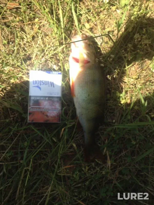 Perch — Chusovaya, Jul 14, 2019