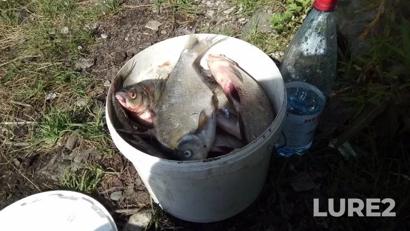 Bream — Volchikhinskoye, Jul 01, 2019