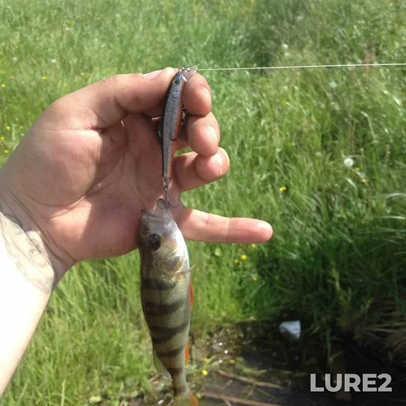 Perch — Bilimbayevskiy, Jun 20, 2019