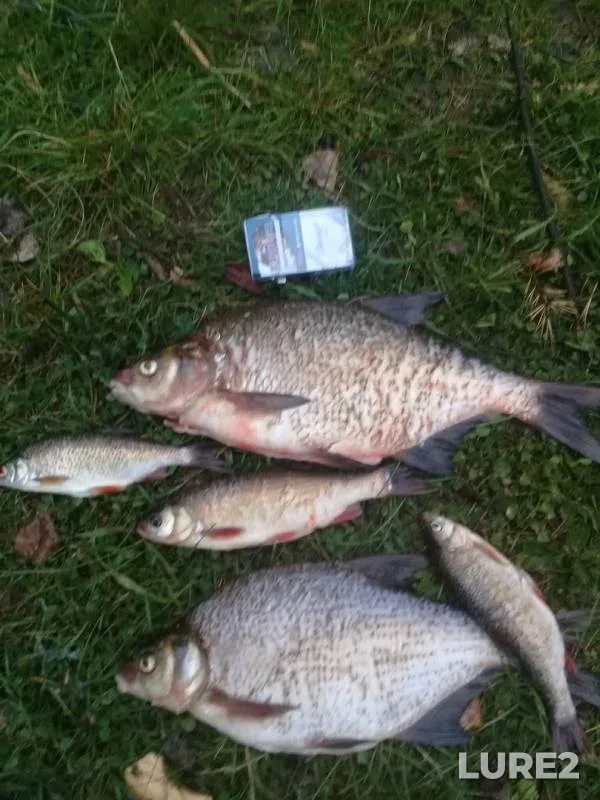 Bream, Ide — Volchikhinskoye, Jun 16, 2019