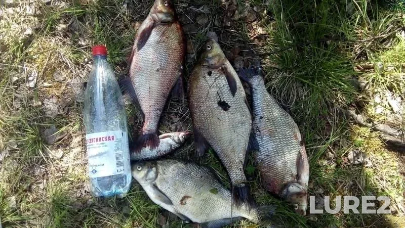Bream — Volchikhinskoye, Jun 10, 2019