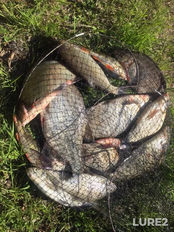 Bream, Perch — Chusovaya, Jun 02, 2019