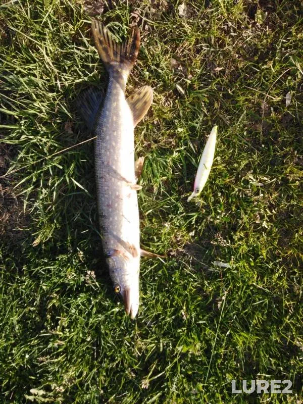 Pike — Chusovaya, May 26, 2019