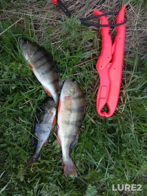 Perch — Chusovaya, May 22, 2019