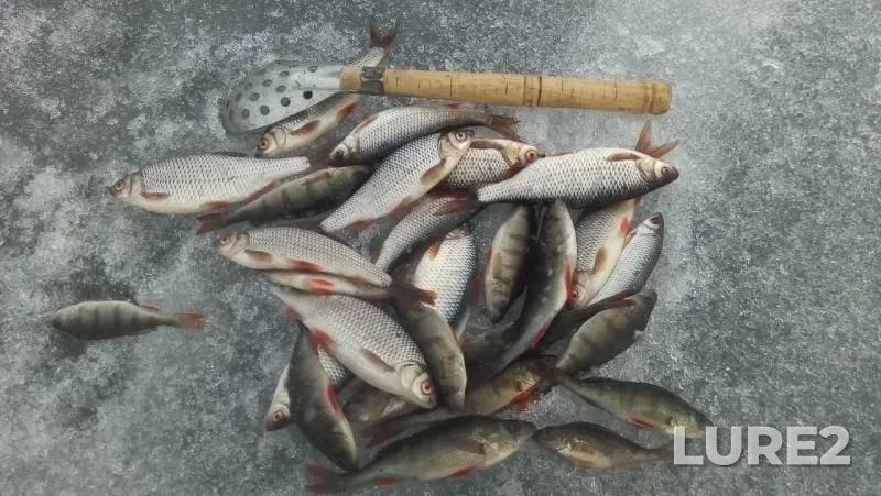 Perch, Roach — Tavatuy, Apr 22, 2019