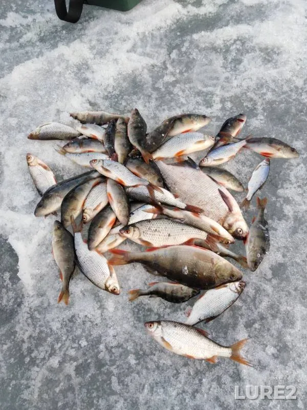 Perch, Pike — Volchikhinskoye, Apr 21, 2019
