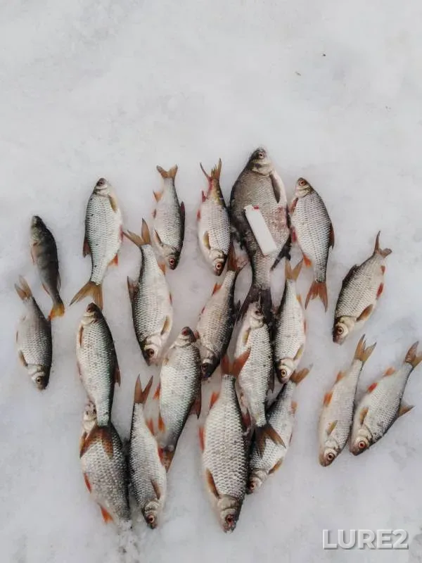 Bream, Perch — Volchikhinskoye, Mar 11, 2019