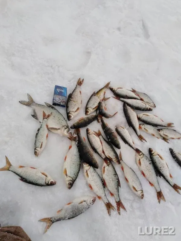 Bream, Perch — Volchikhinskoye, Mar 10, 2019