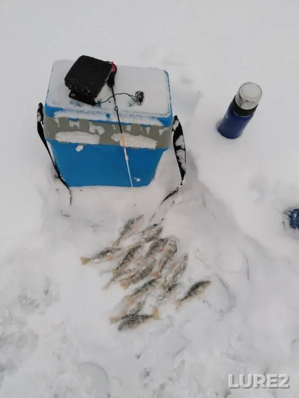 Perch — Sylva, Jan 25, 2019