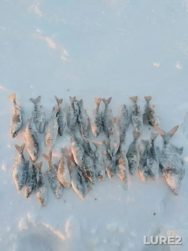 Bream, Perch — Volchikhinskoye, Jan 23, 2019
