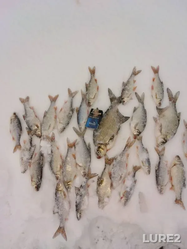 Bream, Roach — Volchikhinskoye, Nov 25, 2018