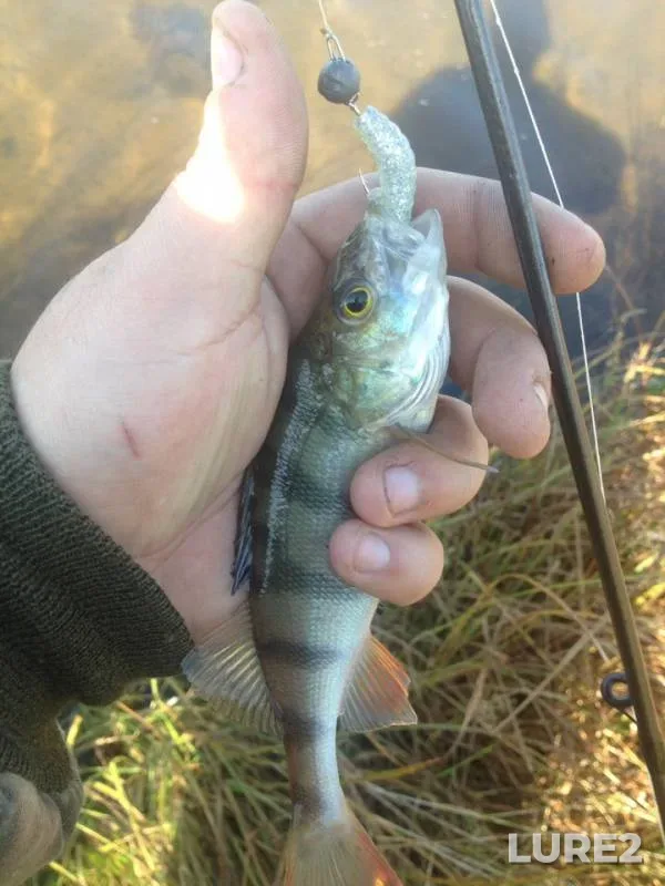 Perch — Bilimbayevskiy, Sep 23, 2018