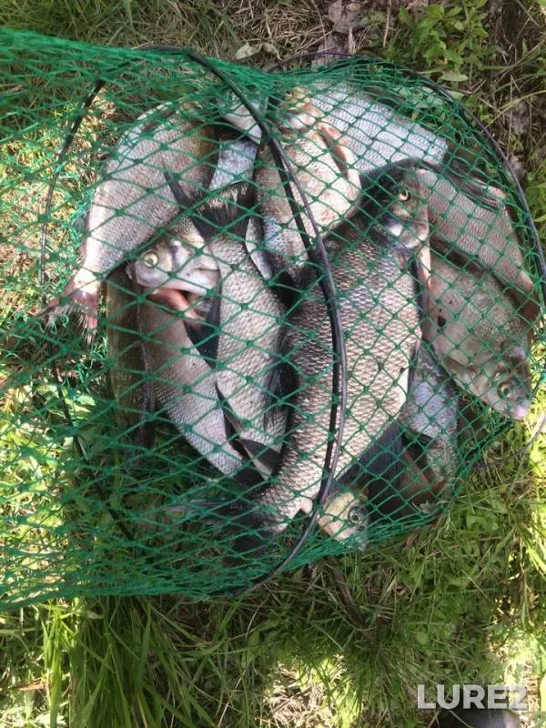 Bream — Volchikhinskoye, Jun 24, 2018