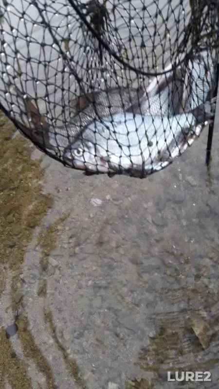 Bream — Neyva, Jun 12, 2018