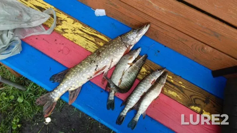 Pike — Chusovaya, Jun 07, 2018