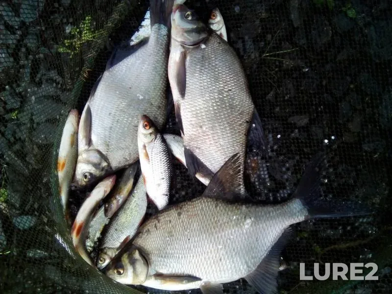 Bream, Roach — Volchikhinskoye, May 25, 2018